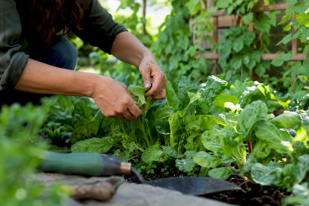 Hands harvesting organic leafy greens