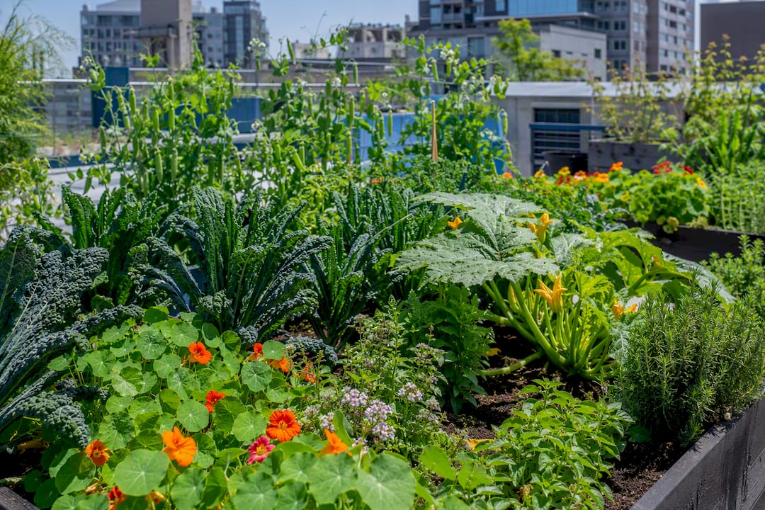 Raised garden bed with companion planted vegetables