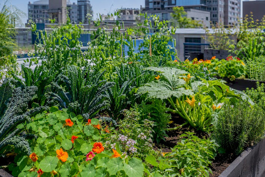 Raised garden bed with companion planted vegetables