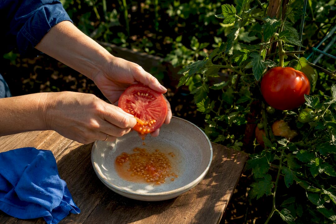 Gardener saving tomato seeds at home