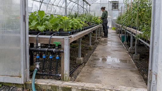 Greenhouse benches supplied by drip irrigation lines