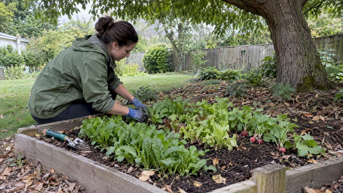 Leafy vegetables growing in a shaded backyard bed