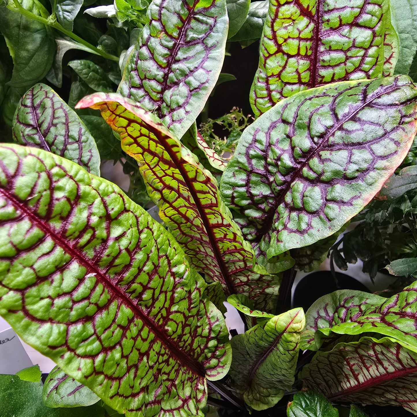 Sorrel (Red Veined) Seeds (4x)