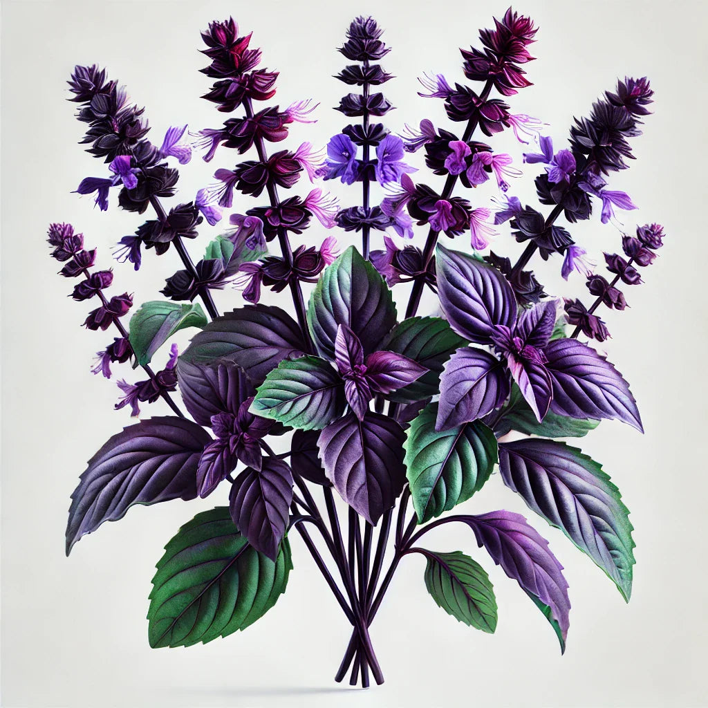 Basil (Aromatto) Seeds (4x)
