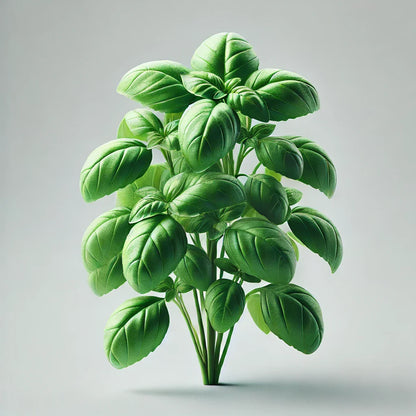 Basil (Aya Prospera) Seeds (4x)
