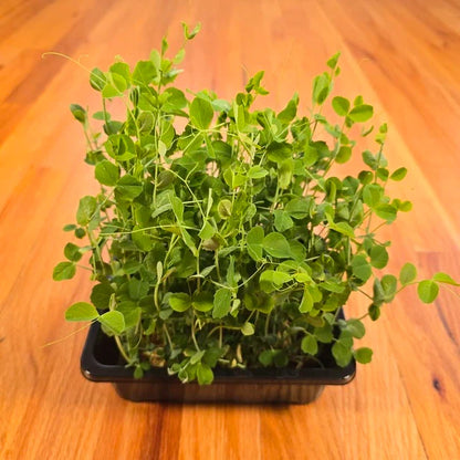 Pea Shoots Field Microgreens Seeds