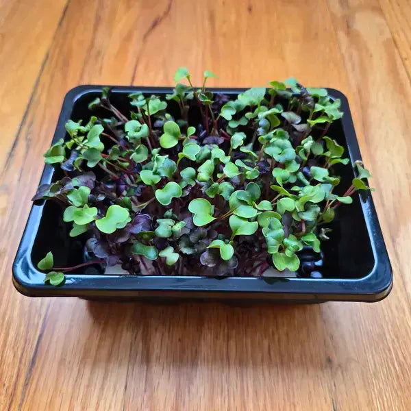Microgreens Starter Kit (Tray + Seeds + Mats)