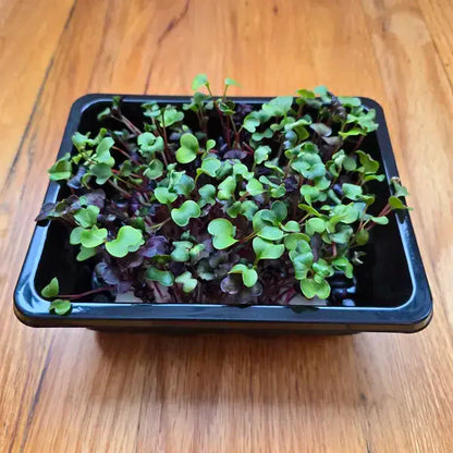 Microgreens Starter Kit (Tray + Seeds + Mats)