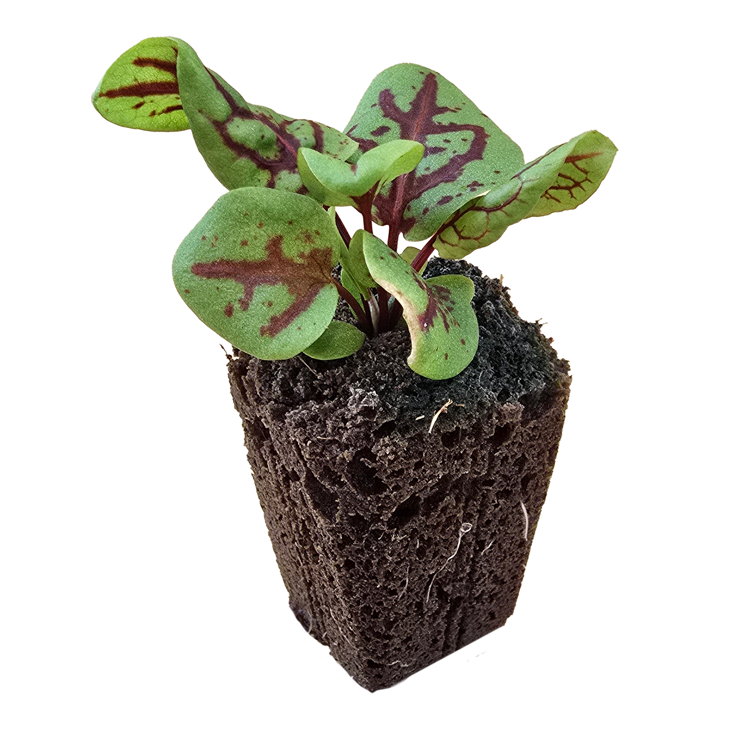 Sorrel (Red Veined) Seeds (4x)