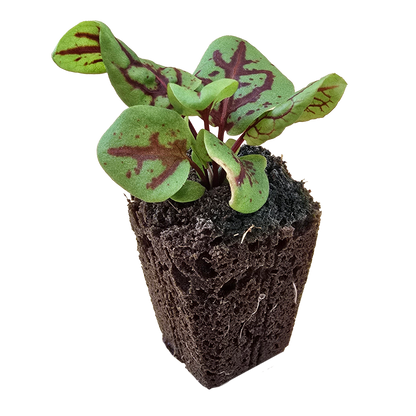 Sorrel (Red Veined) Seeds (4x)