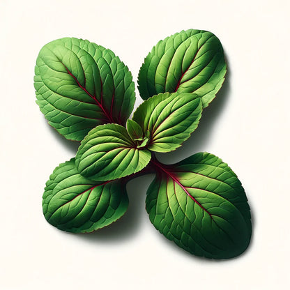 Sorrel (Red Veined) Seeds (4x)