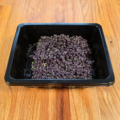 Basil Red Rubin Microgreens Seeds