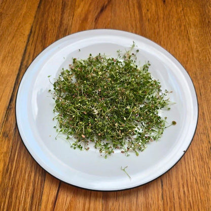 Clover Microgreens Seeds