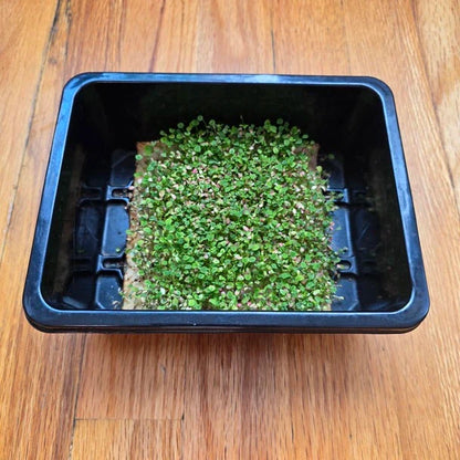 Clover Microgreens Seeds