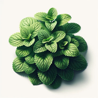 Lemon Balm Seeds (4x)