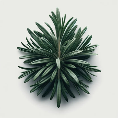 Rosemary Seeds (4x)