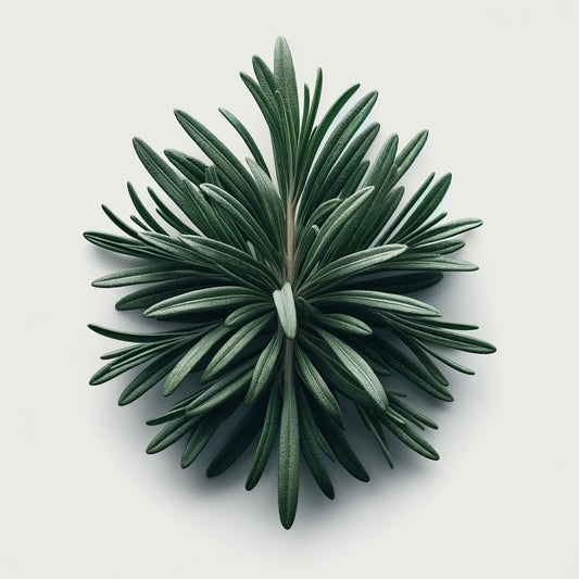 Rosemary Seeds (4x)